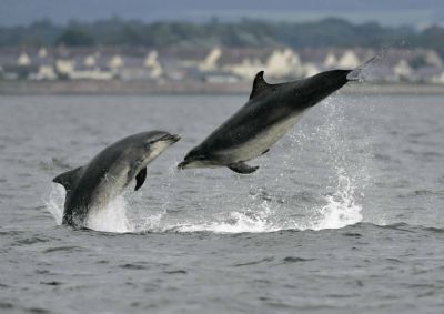 Dolphins in the Moray Firth