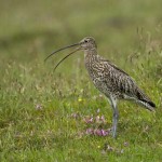 Curlew-3-150x150