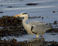 Grey-Heron_Estuary_crop_200