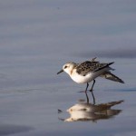 Sanderling-in-winter-plumage-1-150x150